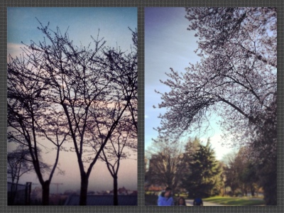 Cherry blossoms almost in full bloom. Can you spot the moon in the first pic?